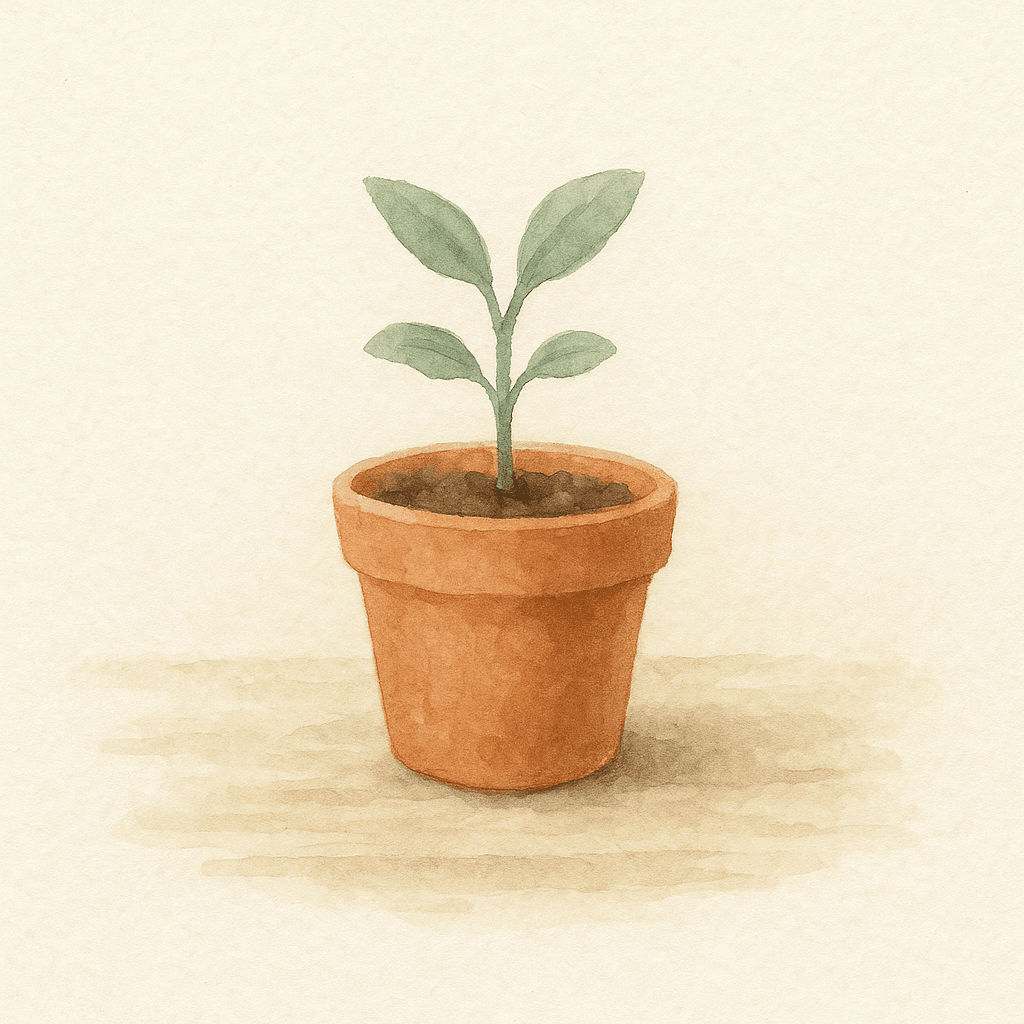 A single sage seedling in a terracotta pot on weathered cream wood. Capability cultivated patiently.